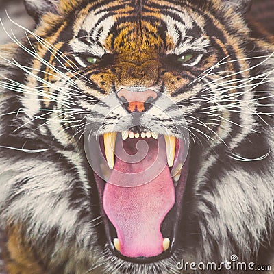 Roaring Sumatran tiger showing teeth Stock Photo