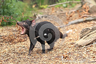 Roaring tasmanian devil Stock Photo