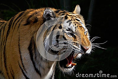 Roaring Tiger Stock Photo