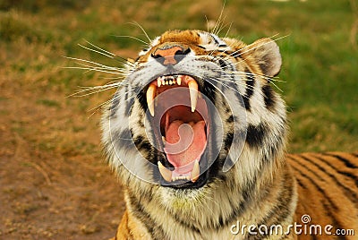 Roaring tiger Stock Photo
