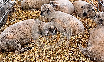 Sheep Stock Photo