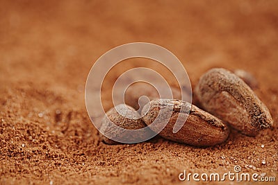 Roasted cocoa chocolate beans macro on cocoa powder Stock Photo