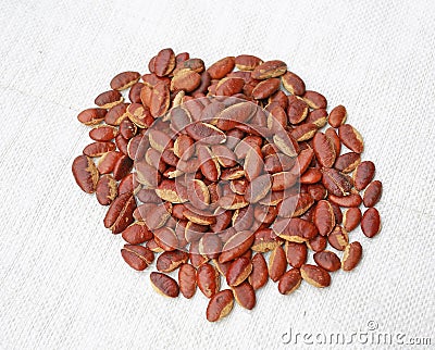 Roasted kayu seeds on white background Irvingia malayana benn Stock Photo