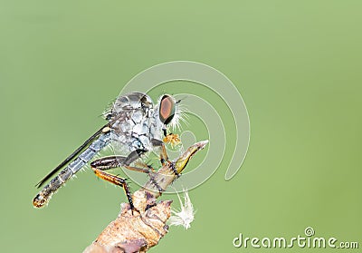 Robber flies Insecta : Diptera , Asilidae , A predator fly standing on a branch, sucking liquid from its prey against a light Stock Photo