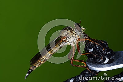 The robber fly Asilidae or assassin fly Stock Photo