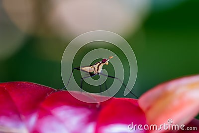 Robber Fly, assassin fly Asilidae Stock Photo