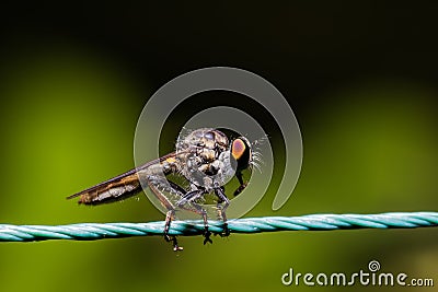 Robber Fly, assassin fly Asilidae Stock Photo