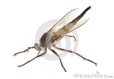 Robber fly Isolated on white background. Proctacanthus longus a species in Florida. Extremely detailed macro closeup showing Stock Photo