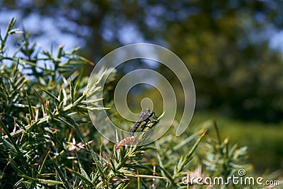 robber fly leaving pupal case Stock Photo