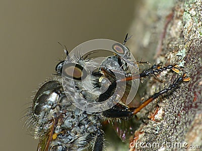 Robber Fly Preys on a Gnat Ogre Stock Photo