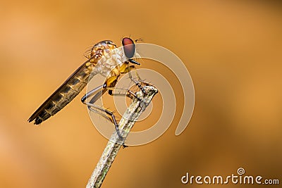 A robber fly resting on a dry branch in the morning Stock Photo