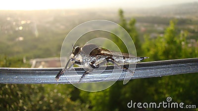 robber fly. robberfly. robber fly in the nature. close up of robber fly family Asilidae , also called assassin fly insects, in Stock Photo