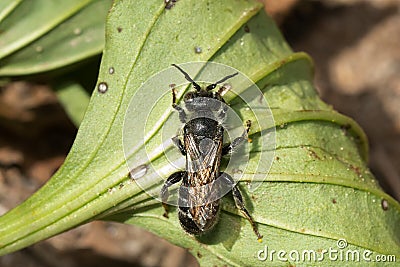 Dilated-horned Small-Mason - Hoplitis spoliata Stock Photo