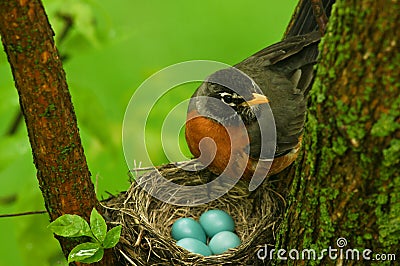 Robin Stock Photo