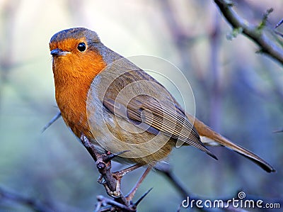 Robin Stock Photo