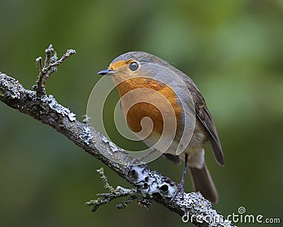 Robin Stock Photo