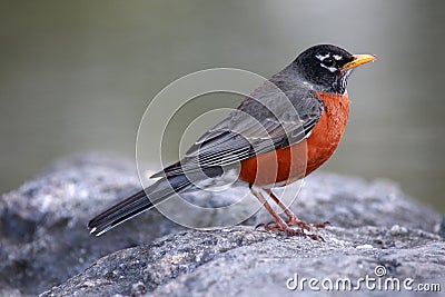 Robin Stock Photo