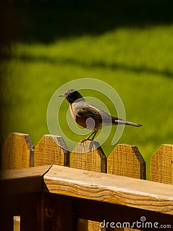 Robin Stock Photo