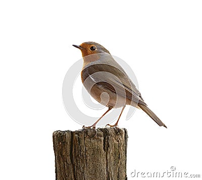 Robin bird Stock Photo