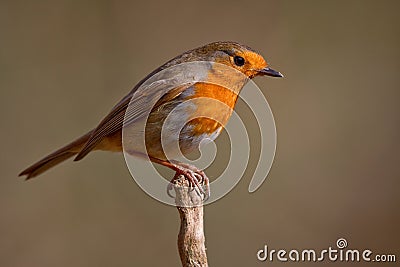 Robin bird Stock Photo