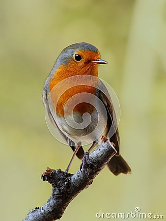 Robin Bird  Stock Images Image 6735624