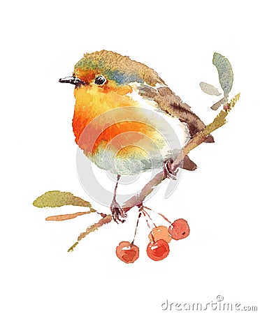 Robin Bird and Berries Watercolor Illustration Hand Drawn Cartoon Illustration