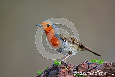 Robin bird on the branch Stock Photo