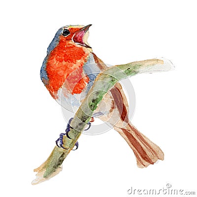Robin Bird isolated on white background .Robin Bird Hand painted Watercolor illustration. Cartoon Illustration