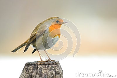 Robin bird on a pole Stock Photo