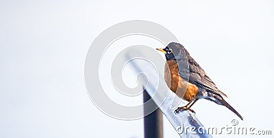 Robin bird on Railing Stock Photo
