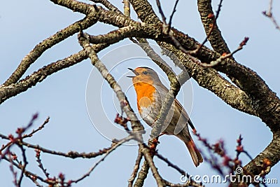 Robin bird singing on the tree Stock Photo