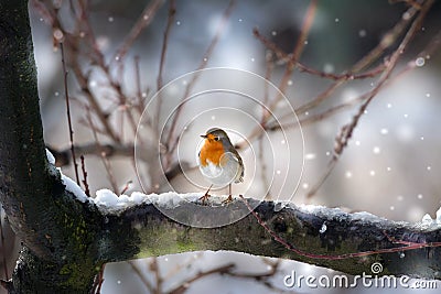 Robin bird in the snow Stock Photo