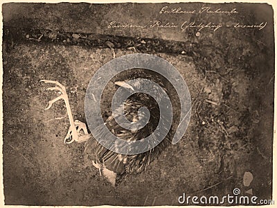 Robin bird specimen on the ground in antique old photograph style with annotation label Stock Photo