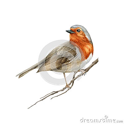 Robin bird on the tree branch. Watercolor realistic illustration. Hand drawn close up small garden avian. Beautiful song Cartoon Illustration