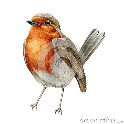 Robin bird watercolor illustration. Hand drawn close up small garden avian. Beautiful song bird single image. Tiny robin Cartoon Illustration