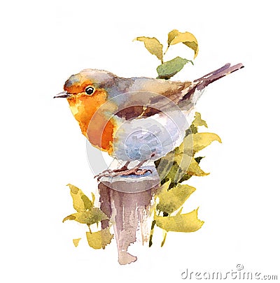 Robin Bird Watercolor Illustration Hand Painted isolated on white background Cartoon Illustration