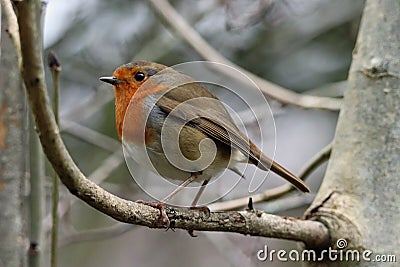 Robin among branches in wood Stock Photo