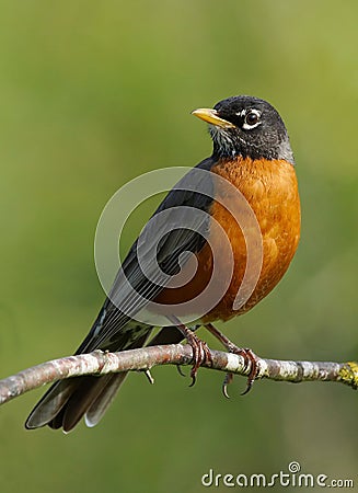 Robin Stock Photo