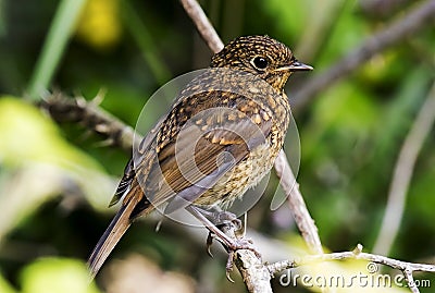 Robin Chick Stock Photo