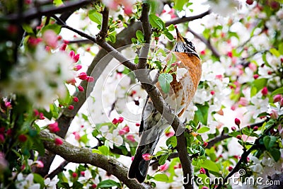 Robin in Crabapple Tree Stock Photo