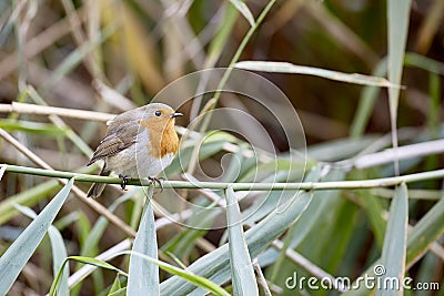 Robin Stock Photo