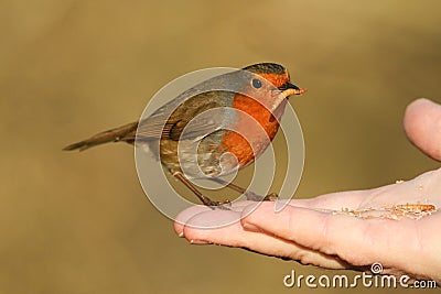 A Robin, Erithacus rubecula, sitting on the fingers of a persons hand eating a mealworm. Stock Photo