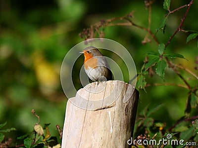 Robin. European robin on a tree stem in autumn sunlight. Stock Photo