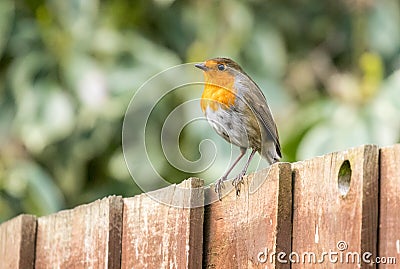 Robin on a garden fence . Stock Photo