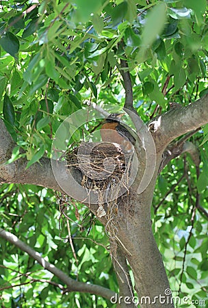Robin in her nest Stock Photo