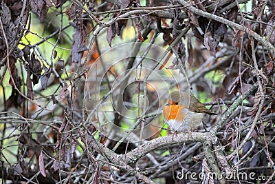 Robin looking alert perched on a tree on an autumn day Stock Photo