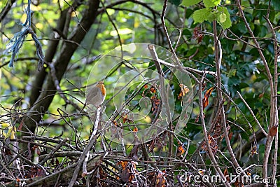 Robin looking alert perched on a tree on an autumn day Stock Photo