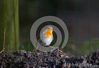 Robin Stock Photo