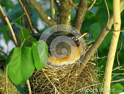 Robin on a Nest Stock Photo