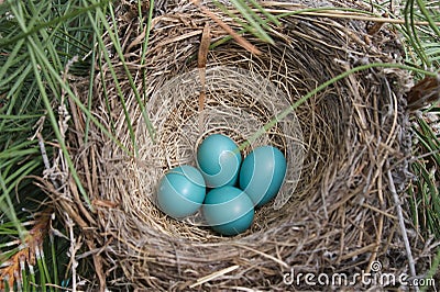 Robin Nest with Eggs Stock Photo